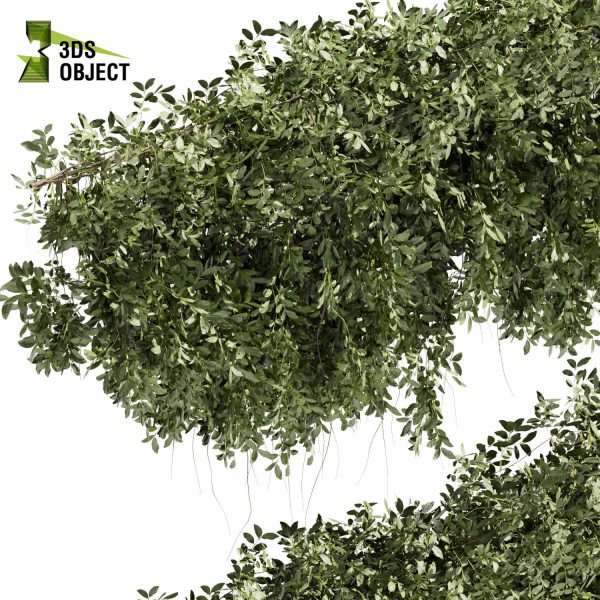 3d creeping ivy plant models botanical Visualization Landscape Foliage Vegetation buy purchase Rendering Environment tree Design high low poly architectural3D simulator virtualdesign 3D architectural visualization cinema 4d 3ds max blender enscpae fbx obj Rhino Sketchup lumion