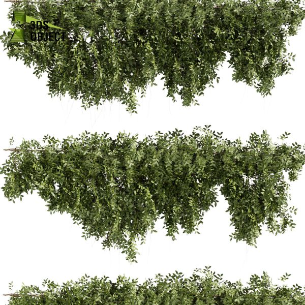 3d creeping ivy plant models botanical Visualization Landscape Foliage Vegetation buy purchase Rendering Environment tree Design high low poly architectural3D simulator virtualdesign 3D architectural visualization cinema 4d 3ds max blender enscpae fbx obj Rhino Sketchup lumion