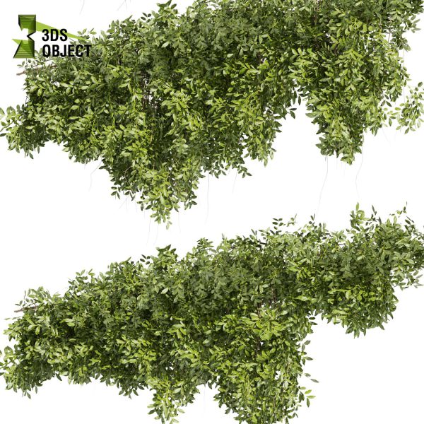 3d creeping ivy plant models botanical Visualization Landscape Foliage Vegetation buy purchase Rendering Environment tree Design high low poly architectural3D simulator virtualdesign 3D architectural visualization cinema 4d 3ds max blender enscpae fbx obj Rhino Sketchup lumion