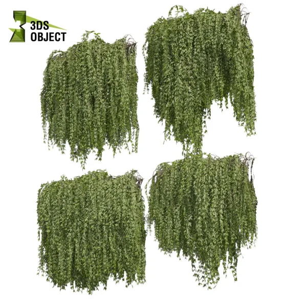 3d creeping ivy plant models botanical Visualization Landscape Foliage Vegetation buy purchase Rendering Environment tree Design high low poly cinema 4d 3ds max blender enscpae fbx obj Rhino Sketchup lumion