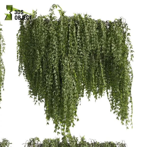 3d creeping ivy plant models botanical Visualization Landscape Foliage Vegetation buy purchase Rendering Environment tree Design high low poly cinema 4d 3ds max blender enscpae fbx obj Rhino Sketchup lumion