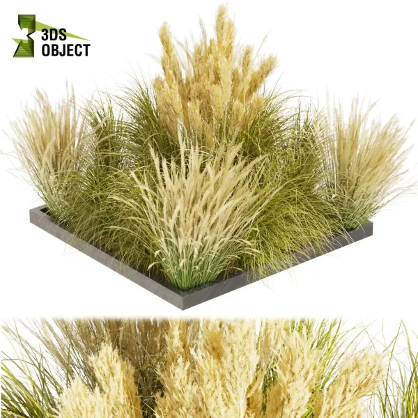 3d grass pampas autumnalis plant models botanical Visualization Landscape Foliage Vegetation buy purchase Rendering Environment tree Design high low poly switchgrass northwind 3D architectural visualization cinema 4d 3ds max blender enscpae fbx obj Rhino Sketchup lumion architectural outdoor street garden