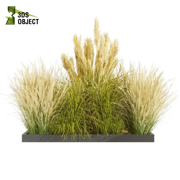 3d grass pampas autumnalis plant models botanical Visualization Landscape Foliage Vegetation buy purchase Rendering Environment tree Design high low poly switchgrass northwind 3D architectural visualization cinema 4d 3ds max blender enscpae fbx obj Rhino Sketchup lumion architectural outdoor street garden
