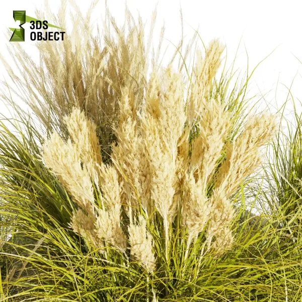 3d grass pampas autumnalis plant models botanical Visualization Landscape Foliage Vegetation buy purchase Rendering Environment tree Design high low poly switchgrass northwind 3D architectural visualization cinema 4d 3ds max blender enscpae fbx obj Rhino Sketchup lumion architectural outdoor street garden