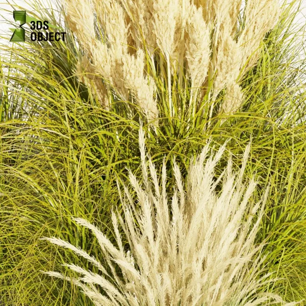 3d grass pampas autumnalis plant models botanical Visualization Landscape Foliage Vegetation buy purchase Rendering Environment tree Design high low poly switchgrass northwind 3D architectural visualization cinema 4d 3ds max blender enscpae fbx obj Rhino Sketchup lumion architectural outdoor street garden