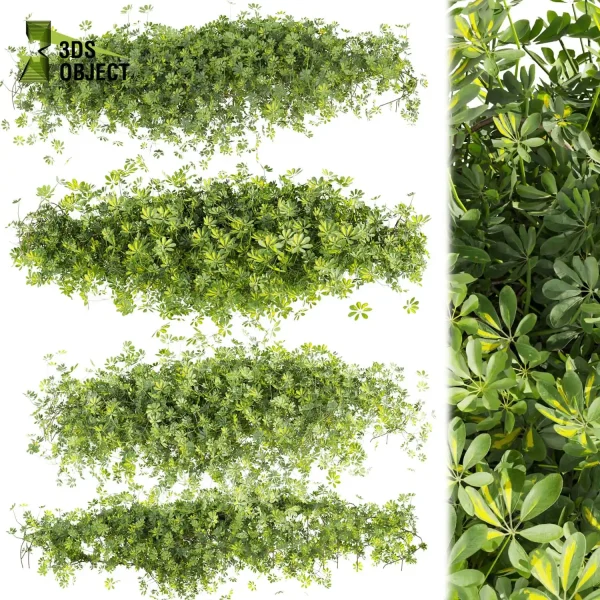3d creeping ivy plant models botanical Visualization Landscape Foliage Vegetation buy purchase Rendering Environment tree Design high low poly schefflera 3D architectural visualization cinema 4d 3ds max blender enscpae fbx obj Rhino Sketchup lumion