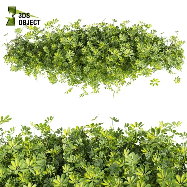 3d creeping ivy plant models botanical Visualization Landscape Foliage Vegetation buy purchase Rendering Environment tree Design high low poly schefflera 3D architectural visualization cinema 4d 3ds max blender enscpae fbx obj Rhino Sketchup lumion