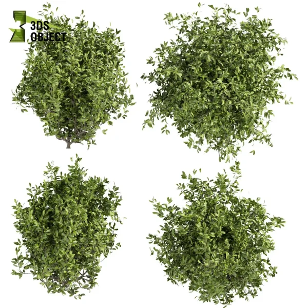 3d bush plant models botanical Visualization Landscape Foliage Vegetation buy purchase Rendering Environment tree Design high low poly planter pot greenhouse balcony decorative blender enscpae fbx obj Rhino Sketchup lumion Botanical Simulation Plant Visualization Vegetation Modeling