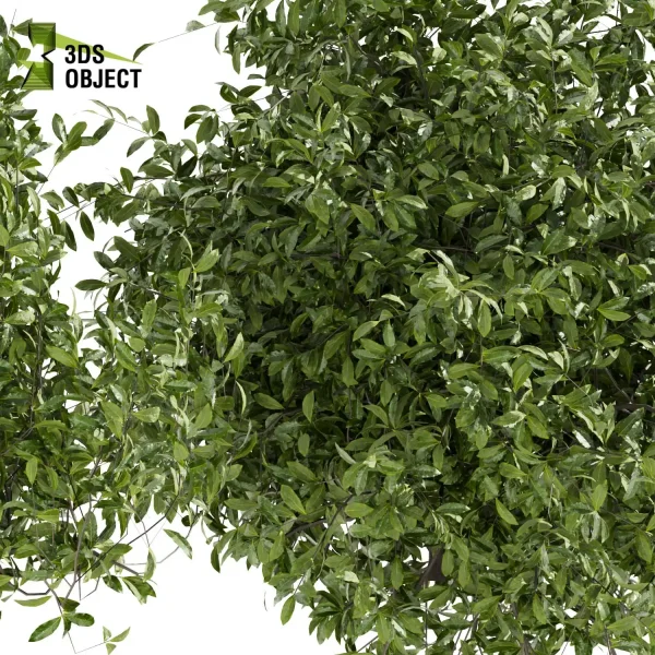 3d bush plant models botanical Visualization Landscape Foliage Vegetation buy purchase Rendering Environment tree Design high low poly planter pot greenhouse balcony decorative blender enscpae fbx obj Rhino Sketchup lumion Botanical Simulation Plant Visualization Vegetation Modeling