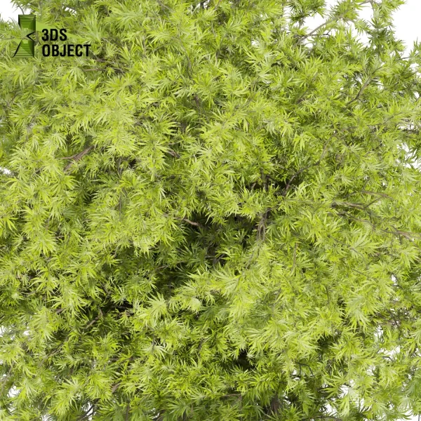 3d bouquet tree plant models botanical Visualization Landscape Foliage Vegetation buy purchase Rendering Environment tree Design dried flower high low poly cinema 4d 3ds max blender enscpae fbx obj Rhino Sketchup lumion acer