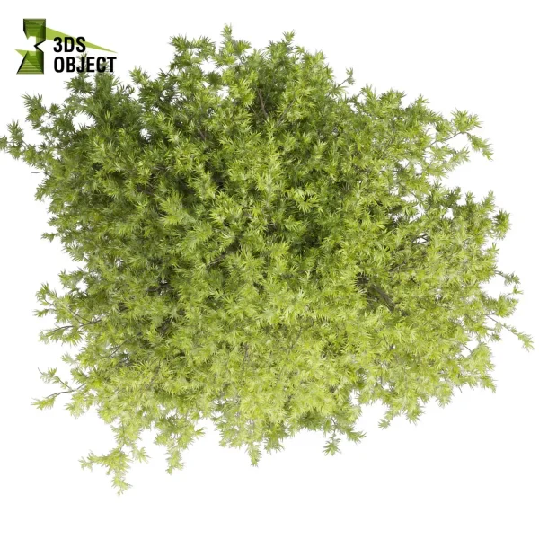 3d bouquet tree plant models botanical Visualization Landscape Foliage Vegetation buy purchase Rendering Environment tree Design dried flower high low poly cinema 4d 3ds max blender enscpae fbx obj Rhino Sketchup lumion acer