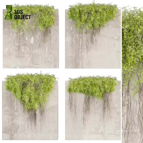 3d creeping ivy plant models botanical Visualization Landscape Foliage Vegetation buy purchase Rendering Environment tree Design high low poly cinema 4d 3ds max blender enscpae fbx obj Rhino Sketchup lumion