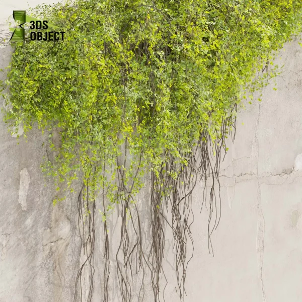 3d creeping ivy plant models botanical Visualization Landscape Foliage Vegetation buy purchase Rendering Environment tree Design high low poly cinema 4d 3ds max blender enscpae fbx obj Rhino Sketchup lumion