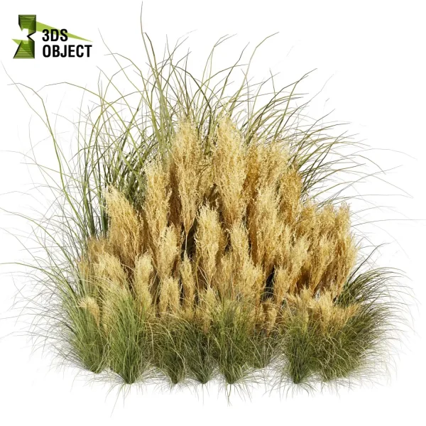 3d grass pampas autumnalis plant models botanical Visualization Landscape Foliage Vegetation buy purchase Rendering Environment tree Design high low poly switchgrass northwind 3D architectural visualization cinema 4d 3ds max blender enscpae fbx obj Rhino Sketchup lumion architectural outdoor street garden 3dart 3dmodeling