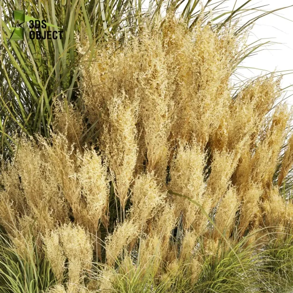3d grass pampas autumnalis plant models botanical Visualization Landscape Foliage Vegetation buy purchase Rendering Environment tree Design high low poly switchgrass northwind 3D architectural visualization cinema 4d 3ds max blender enscpae fbx obj Rhino Sketchup lumion architectural outdoor street garden 3dart 3dmodeling