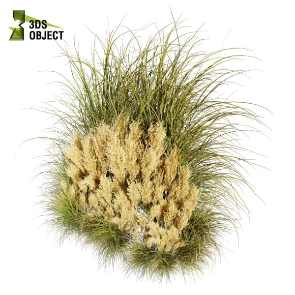 3d grass pampas autumnalis plant models botanical Visualization Landscape Foliage Vegetation buy purchase Rendering Environment tree Design high low poly switchgrass northwind 3D architectural visualization cinema 4d 3ds max blender enscpae fbx obj Rhino Sketchup lumion architectural outdoor street garden 3dart 3dmodeling