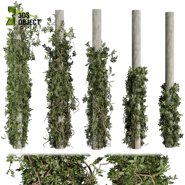 3d creeping ivy plant models botanical Visualization Landscape Foliage Vegetation buy purchase Rendering Environment tree Design high low poly column vegetation modeling tool botanical architecture simulator cinema 4d 3ds max blender enscpae fbx obj Rhino Sketchup lumion