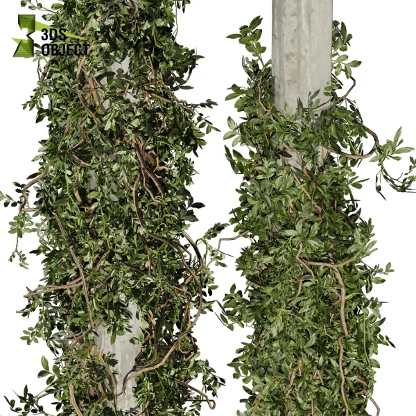 3d creeping ivy plant models botanical Visualization Landscape Foliage Vegetation buy purchase Rendering Environment tree Design high low poly column vegetation modeling tool botanical architecture simulator cinema 4d 3ds max blender enscpae fbx obj Rhino Sketchup lumion