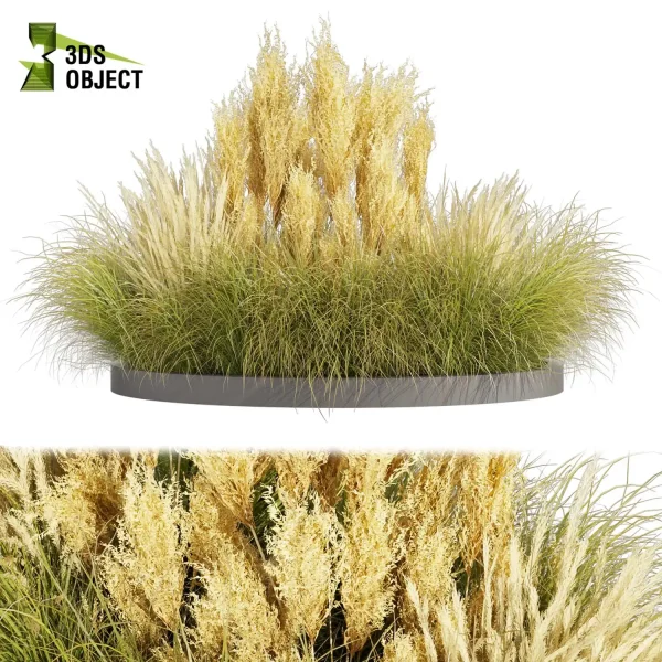 3d grass pampas autumnalis plant models botanical Visualization Landscape Foliage Vegetation buy purchase Rendering Environment tree Design high low poly switchgrass northwind 3D architectural visualization cinema 4d 3ds max blender enscpae fbx obj Rhino Sketchup lumion architectural outdoor street garden 3dart 3dmodeling Grass Creation