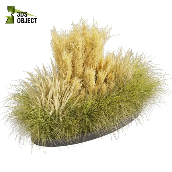 3d grass pampas autumnalis plant models botanical Visualization Landscape Foliage Vegetation buy purchase Rendering Environment tree Design high low poly switchgrass northwind 3D architectural visualization cinema 4d 3ds max blender enscpae fbx obj Rhino Sketchup lumion architectural outdoor street garden 3dart 3dmodeling Grass Creation