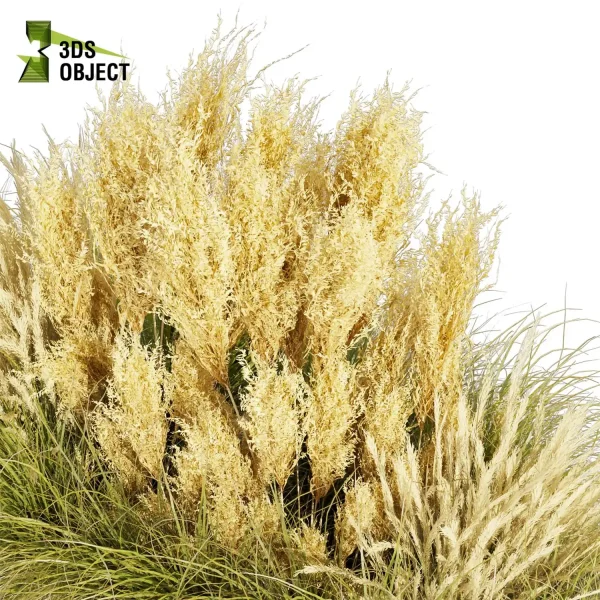 3d grass pampas autumnalis plant models botanical Visualization Landscape Foliage Vegetation buy purchase Rendering Environment tree Design high low poly switchgrass northwind 3D architectural visualization cinema 4d 3ds max blender enscpae fbx obj Rhino Sketchup lumion architectural outdoor street garden 3dart 3dmodeling Grass Creation