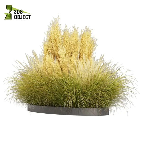 3d grass pampas autumnalis plant models botanical Visualization Landscape Foliage Vegetation buy purchase Rendering Environment tree Design high low poly switchgrass northwind 3D architectural visualization cinema 4d 3ds max blender enscpae fbx obj Rhino Sketchup lumion architectural outdoor street garden 3dart 3dmodeling Grass Creation