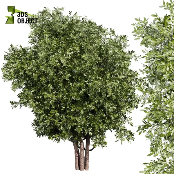 3d bouquet tree plant models botanical Visualization Landscape Foliage Vegetation buy purchase Rendering Environment tree Design dried flower high low poly cinema 4d 3ds max blender enscpae fbx obj Rhino Sketchup lumion laurel
