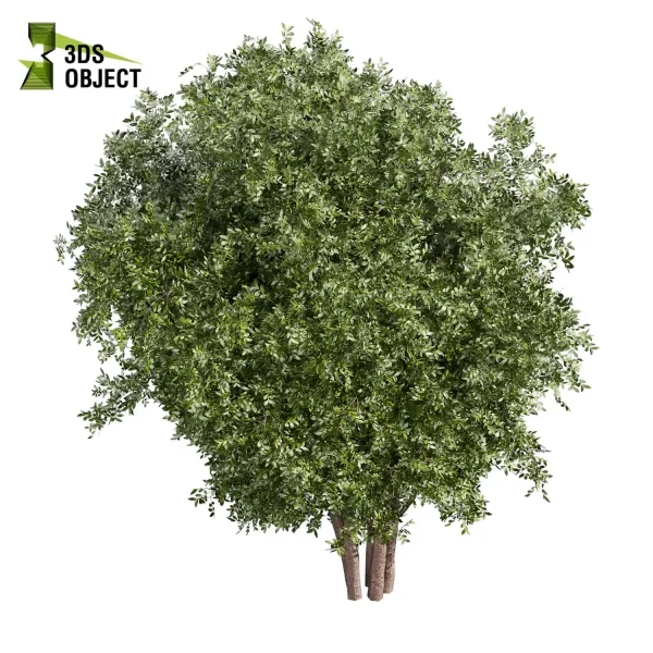 3d bouquet tree plant models botanical Visualization Landscape Foliage Vegetation buy purchase Rendering Environment tree Design dried flower high low poly cinema 4d 3ds max blender enscpae fbx obj Rhino Sketchup lumion laurel