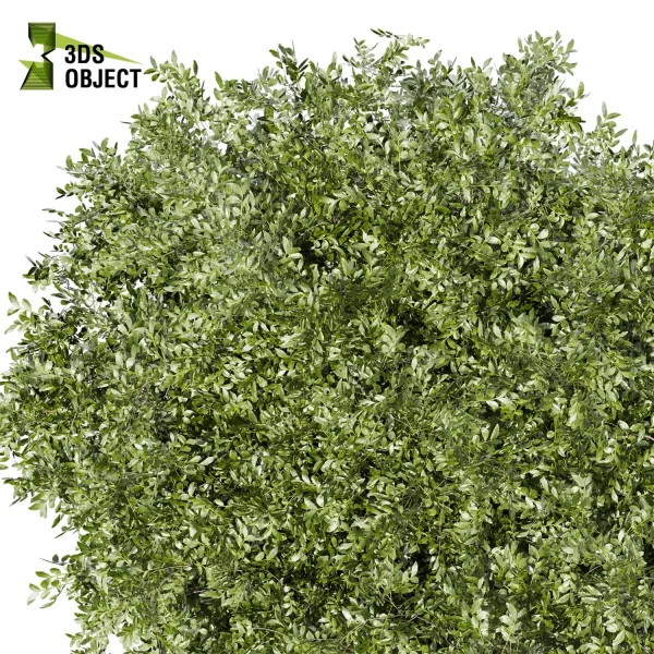 3d bouquet tree plant models botanical Visualization Landscape Foliage Vegetation buy purchase Rendering Environment tree Design dried flower high low poly cinema 4d 3ds max blender enscpae fbx obj Rhino Sketchup lumion laurel