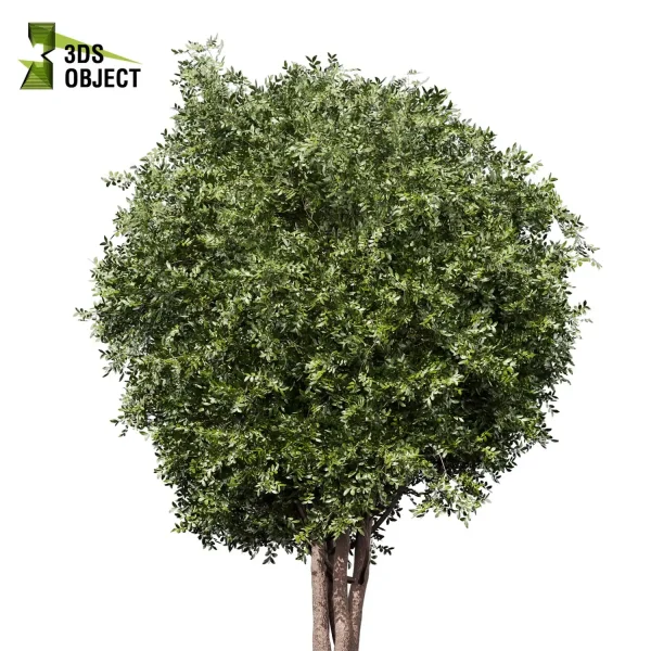 3d bouquet tree plant models botanical Visualization Landscape Foliage Vegetation buy purchase Rendering Environment tree Design dried flower high low poly cinema 4d 3ds max blender enscpae fbx obj Rhino Sketchup lumion laurel