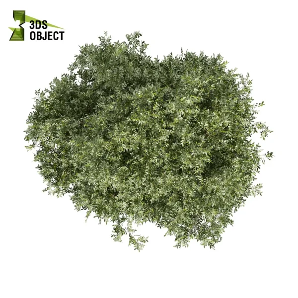 3d bouquet tree plant models botanical Visualization Landscape Foliage Vegetation buy purchase Rendering Environment tree Design dried flower high low poly cinema 4d 3ds max blender enscpae fbx obj Rhino Sketchup lumion laurel