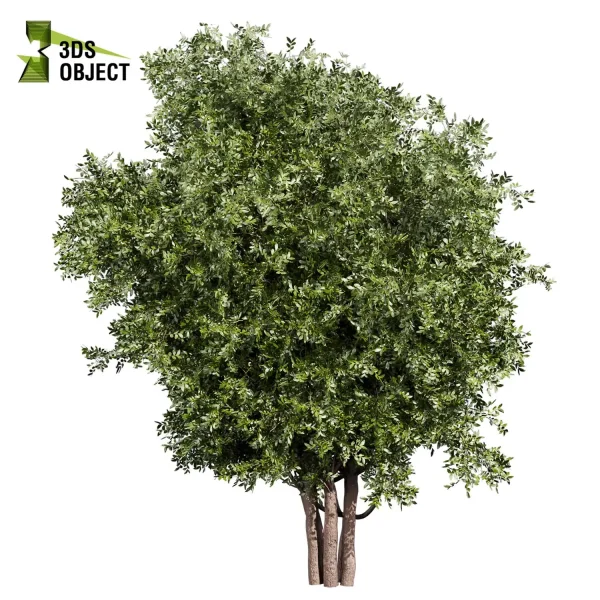 3d bouquet tree plant models botanical Visualization Landscape Foliage Vegetation buy purchase Rendering Environment tree Design dried flower high low poly cinema 4d 3ds max blender enscpae fbx obj Rhino Sketchup lumion laurel