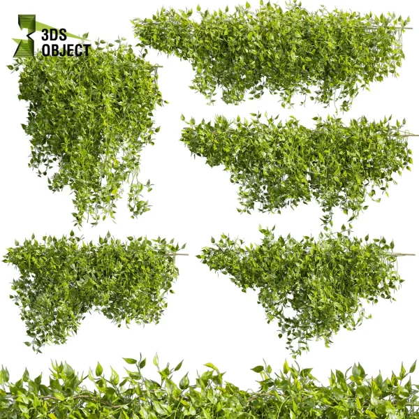 3d creeping ivy plant models botanical Visualization Landscape Foliage Vegetation buy purchase Rendering Environment tree Design high low poly cinema 4d 3ds max blender enscpae fbx obj Rhino Sketchup lumion vegetation modeling tool botanical architecture simulator Devil's ivy