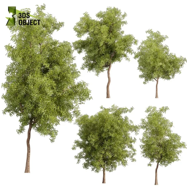 3d bouquet tree plant models botanical Visualization Landscape Foliage Vegetation buy purchase Rendering Environment tree Design dried flower high low poly cinema 4d 3ds max blender enscpae fbx obj Rhino Sketchup lumion ash