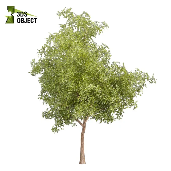 3d bouquet tree plant models botanical Visualization Landscape Foliage Vegetation buy purchase Rendering Environment tree Design dried flower high low poly cinema 4d 3ds max blender enscpae fbx obj Rhino Sketchup lumion ash