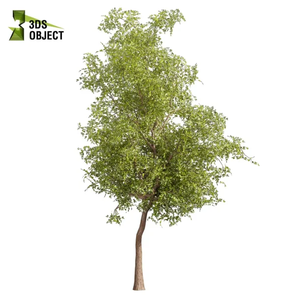 3d bouquet tree plant models botanical Visualization Landscape Foliage Vegetation buy purchase Rendering Environment tree Design dried flower high low poly cinema 4d 3ds max blender enscpae fbx obj Rhino Sketchup lumion ash