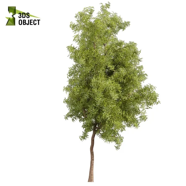 3d bouquet tree plant models botanical Visualization Landscape Foliage Vegetation buy purchase Rendering Environment tree Design dried flower high low poly cinema 4d 3ds max blender enscpae fbx obj Rhino Sketchup lumion ash