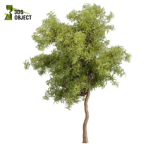 3d bouquet tree plant models botanical Visualization Landscape Foliage Vegetation buy purchase Rendering Environment tree Design dried flower high low poly cinema 4d 3ds max blender enscpae fbx obj Rhino Sketchup lumion ash