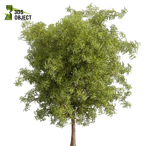 3d bouquet tree plant models botanical Visualization Landscape Foliage Vegetation buy purchase Rendering Environment tree Design dried flower high low poly cinema 4d 3ds max blender enscpae fbx obj Rhino Sketchup lumion ash