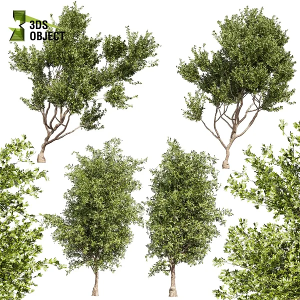 3d bouquet tree plant models botanical Visualization Landscape Foliage Vegetation buy purchase Rendering Environment tree Design dried flower high low poly cinema 4d 3ds max blender enscpae fbx obj Rhino Sketchup lumion