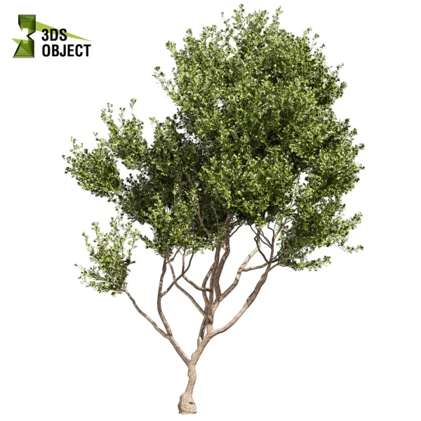 3d bouquet tree plant models botanical Visualization Landscape Foliage Vegetation buy purchase Rendering Environment tree Design dried flower high low poly cinema 4d 3ds max blender enscpae fbx obj Rhino Sketchup lumion
