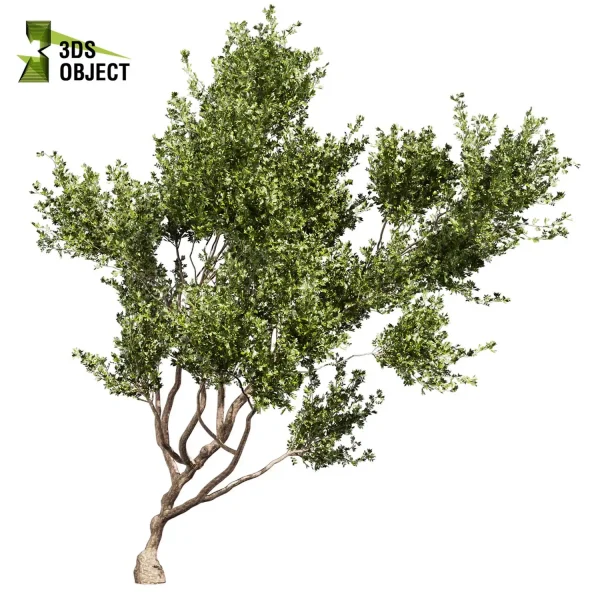 3d bouquet tree plant models botanical Visualization Landscape Foliage Vegetation buy purchase Rendering Environment tree Design dried flower high low poly cinema 4d 3ds max blender enscpae fbx obj Rhino Sketchup lumion