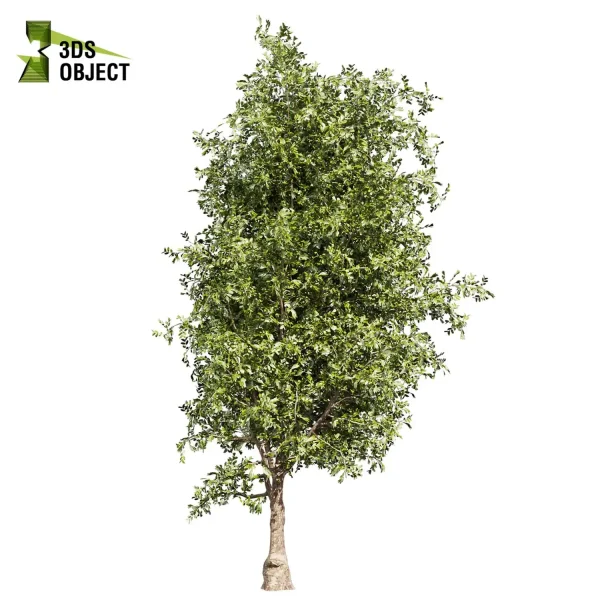 3d bouquet tree plant models botanical Visualization Landscape Foliage Vegetation buy purchase Rendering Environment tree Design dried flower high low poly cinema 4d 3ds max blender enscpae fbx obj Rhino Sketchup lumion