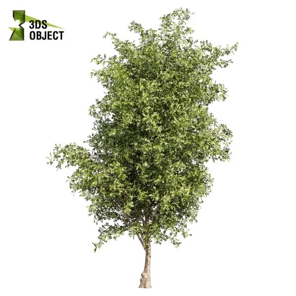 3d bouquet tree plant models botanical Visualization Landscape Foliage Vegetation buy purchase Rendering Environment tree Design dried flower high low poly cinema 4d 3ds max blender enscpae fbx obj Rhino Sketchup lumion