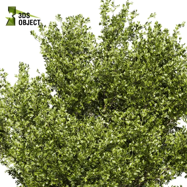 3d bouquet tree plant models botanical Visualization Landscape Foliage Vegetation buy purchase Rendering Environment tree Design dried flower high low poly cinema 4d 3ds max blender enscpae fbx obj Rhino Sketchup lumion