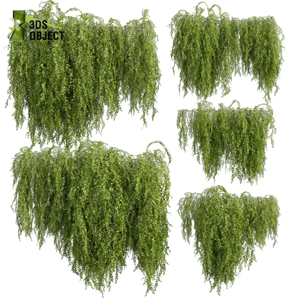 3d creeping ivy plant models botanical Visualization Landscape Foliage Vegetation buy purchase Rendering Environment tree Design high low poly architectural3D simulator virtualdesign architecturevisualization 3Dmodeling cinema 4d 3ds max blender enscpae fbx obj Rhino Sketchup lumion architectural