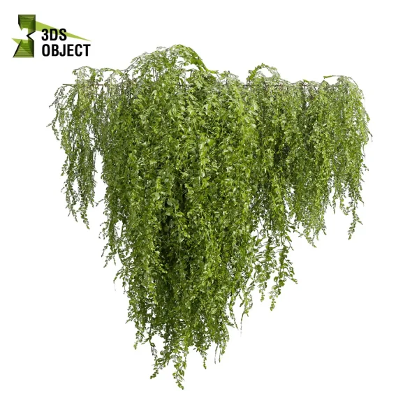 3d creeping ivy plant models botanical Visualization Landscape Foliage Vegetation buy purchase Rendering Environment tree Design high low poly architectural3D simulator virtualdesign architecturevisualization 3Dmodeling cinema 4d 3ds max blender enscpae fbx obj Rhino Sketchup lumion architectural