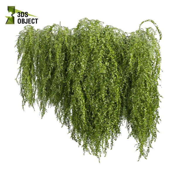3d creeping ivy plant models botanical Visualization Landscape Foliage Vegetation buy purchase Rendering Environment tree Design high low poly architectural3D simulator virtualdesign architecturevisualization 3Dmodeling cinema 4d 3ds max blender enscpae fbx obj Rhino Sketchup lumion architectural