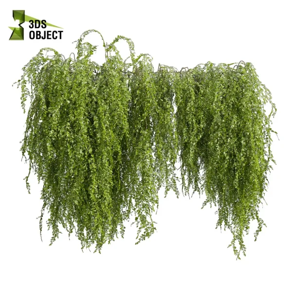 3d creeping ivy plant models botanical Visualization Landscape Foliage Vegetation buy purchase Rendering Environment tree Design high low poly architectural3D simulator virtualdesign architecturevisualization 3Dmodeling cinema 4d 3ds max blender enscpae fbx obj Rhino Sketchup lumion architectural