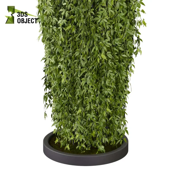 3d creeping ivy plant models botanical Visualization Landscape Foliage Vegetation buy purchase Rendering Environment tree Design high low poly chandelier column planter pot greenhouse Virtual Ivy Creation Ivy Design Software